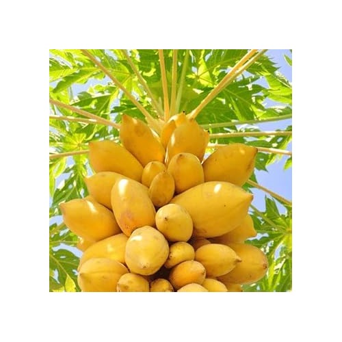 Papaya Fruit Seeds for Planting [neera-v5-9522530e8956f1878516]