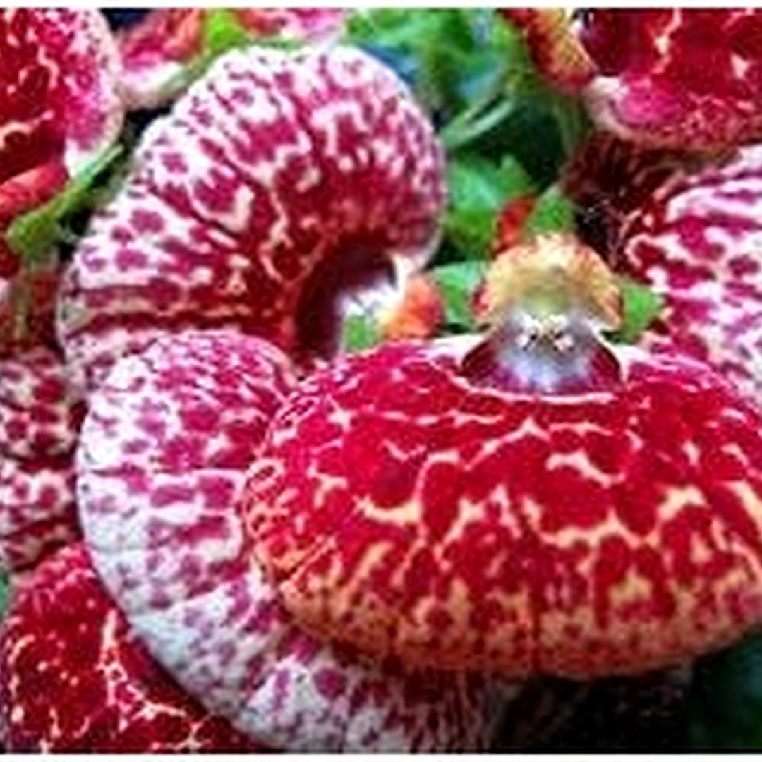Calceolaria Flower Seeds [neera-v5-9524a16b58523fddeaee]