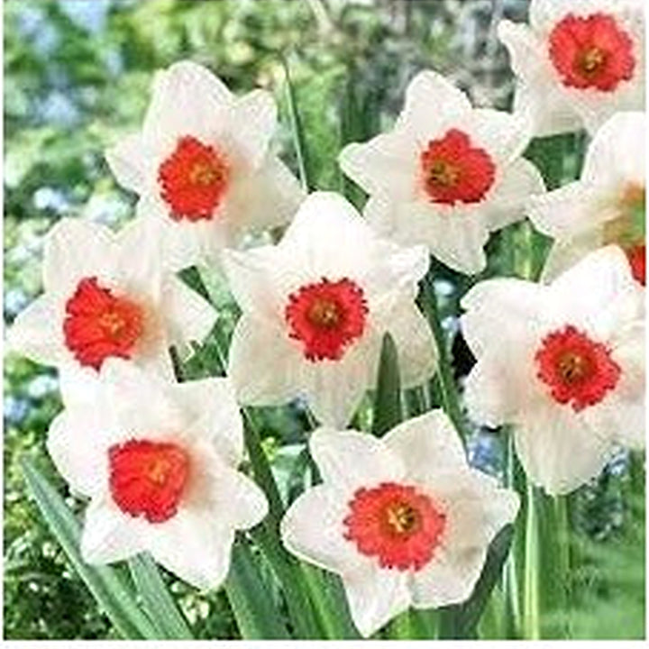 White Red Narcissus Flower Seeds for Planting [neera-v5-9528fb02d2271f4e2840]