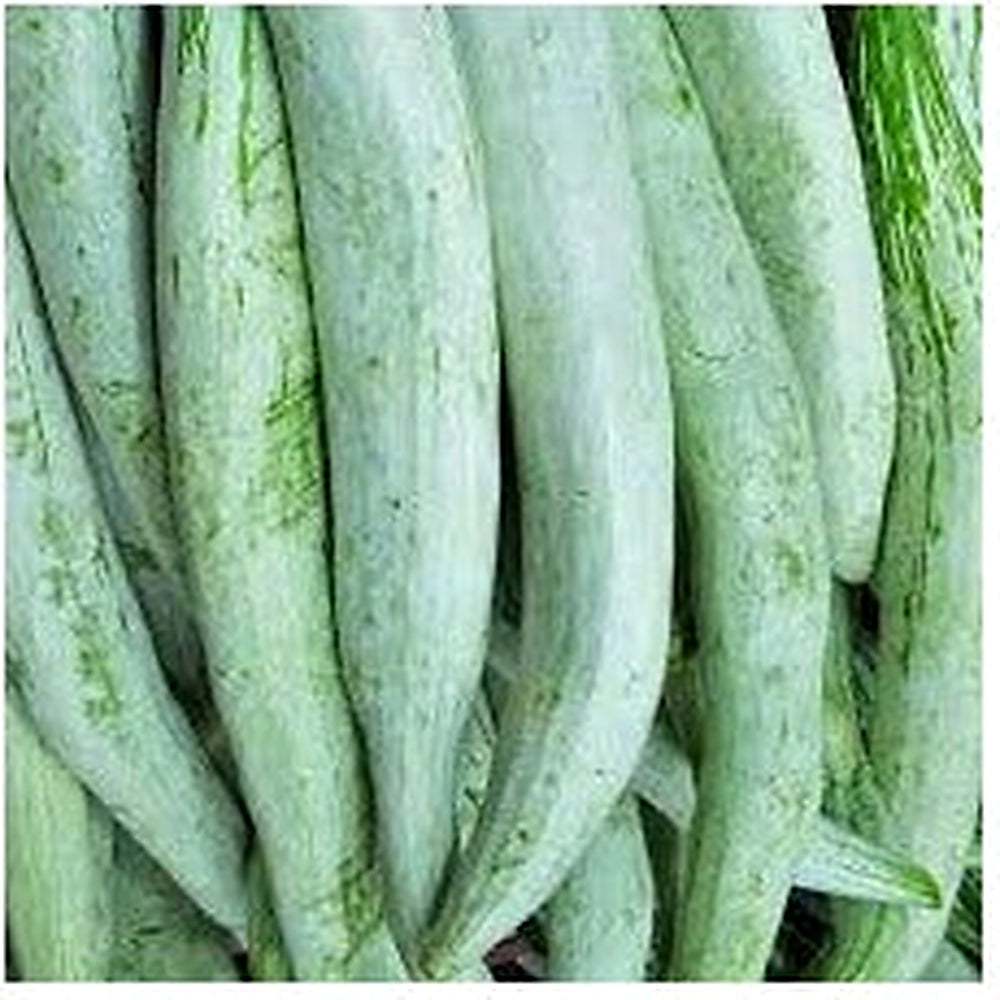 Suakwa (Snake Gourd) Seeds for Planting [neera-v5-952cf828f5a91b28d3a1]