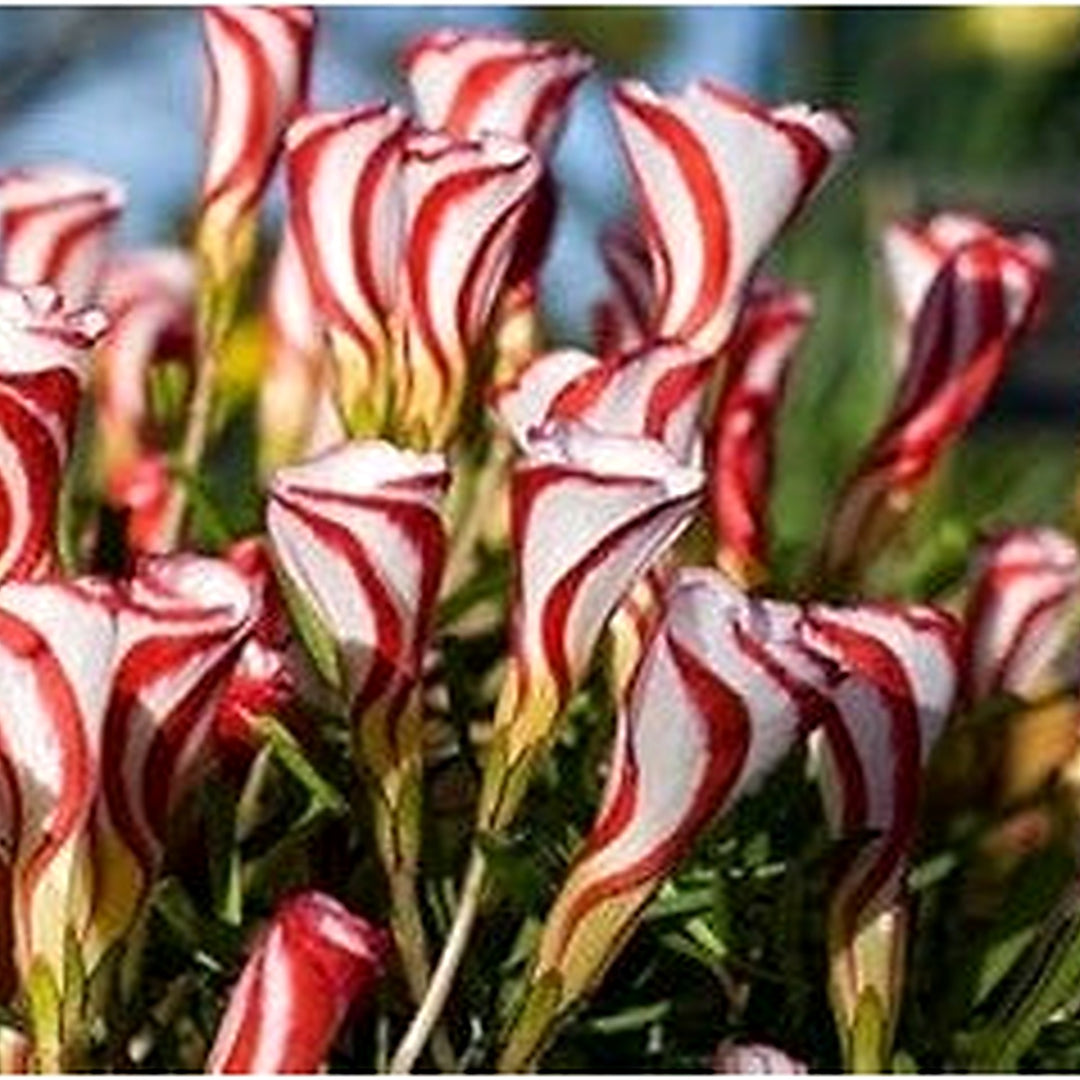 Red White Versicolor Flower Seeds for Planting [neera-v5-953cf00aca15628b80b5]