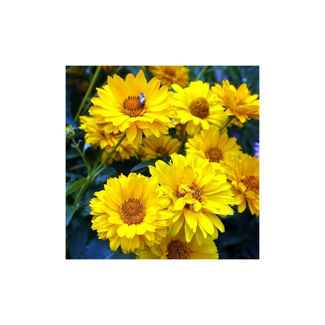 Heliopsis Sunflower Heirloom Non Gmo Flower For Planting Flower Seeds for Home Garden Planting, [neera-v5-953df4c8df3324703865]