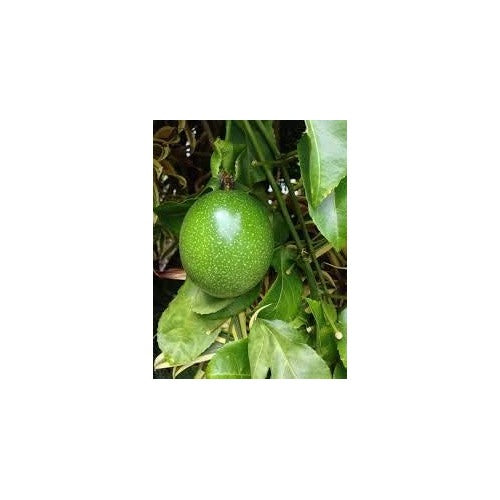 Passiflora Edulis Passion Fruit Seeds for Planting [neera-v5-9540deb0b7e4aa9baf17]