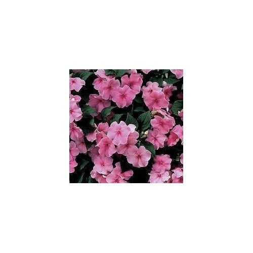 Pink Impatiens Flower Seeds for Planting [neera-v5-9546637e917e48327c0a]