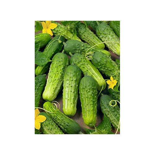 Boston Pickling Cucumber Seeds for Planting [neera-v5-9555c4d163d76bafcd71]