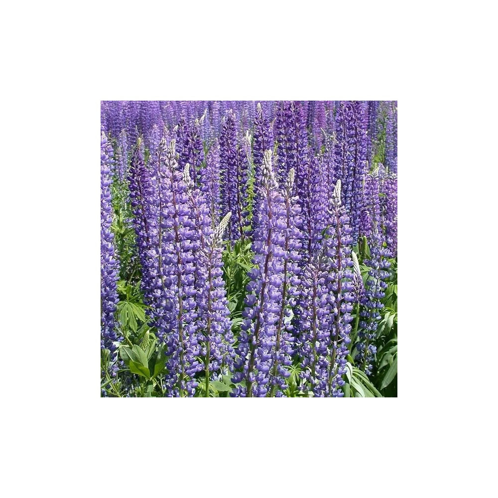 Perennial Lupine Lupinus Perennis For Colorful Low Maintenance Garden Borders And Wildflower [neera-v5-9557c66728532e15881f]