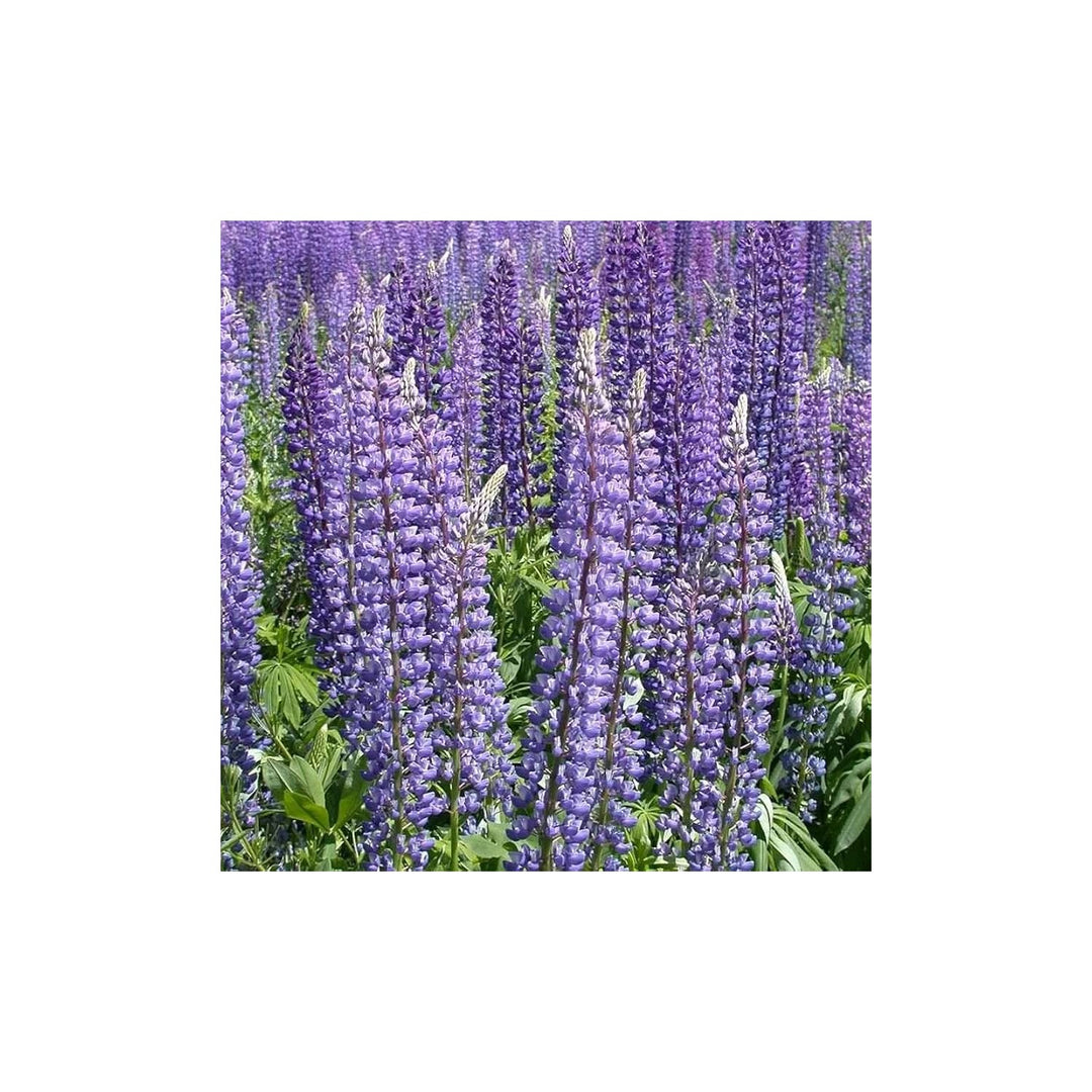 Perennial Lupine Lupinus Perennis For Colorful Low Maintenance Garden Borders And Wildflower [neera-v5-9557c66728532e15881f]