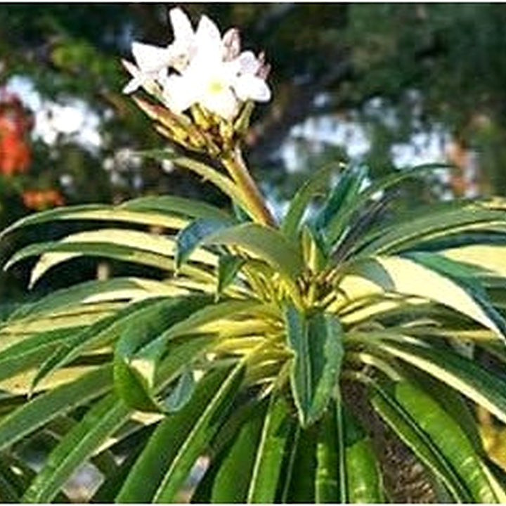 White Pachypodium Lamerei Plant Seeds for Planting, 100 pcs [neera-v5-95596f510f7ef27f058e]