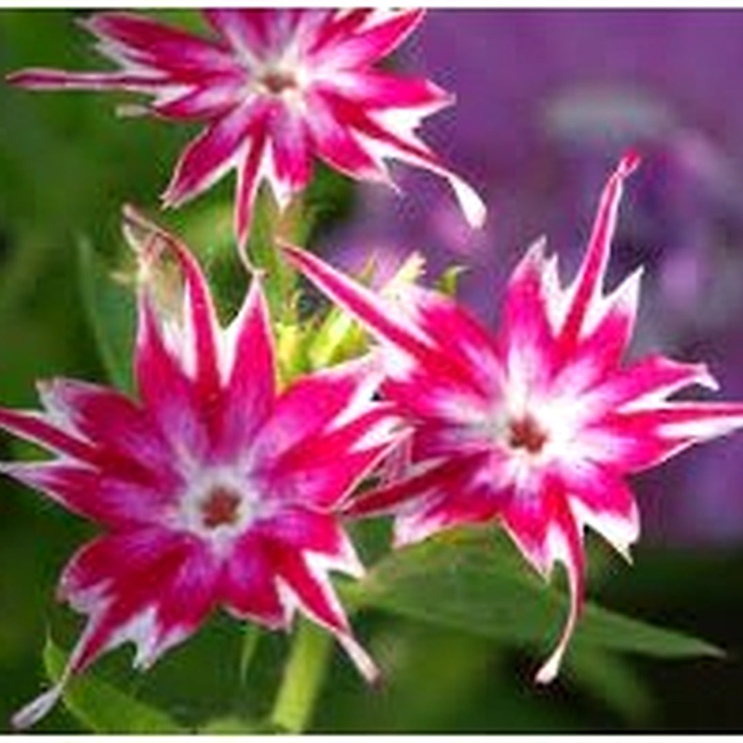 Phlox drummondii Flower Seeds for Planting [neera-v5-955d7801dd2a8f4e2e18]