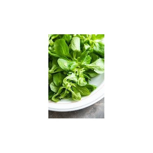 Lamb Lettuce Vegetable Seeds for Planting [neera-v5-95613a515a2db9764200]