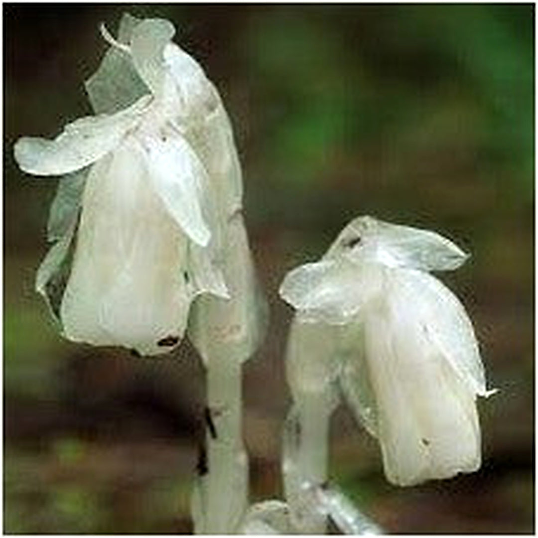 Monotropa Uniflora Indian Pipe Flower Seeds for Planting [neera-v5-9563323f16be71d67ce3]