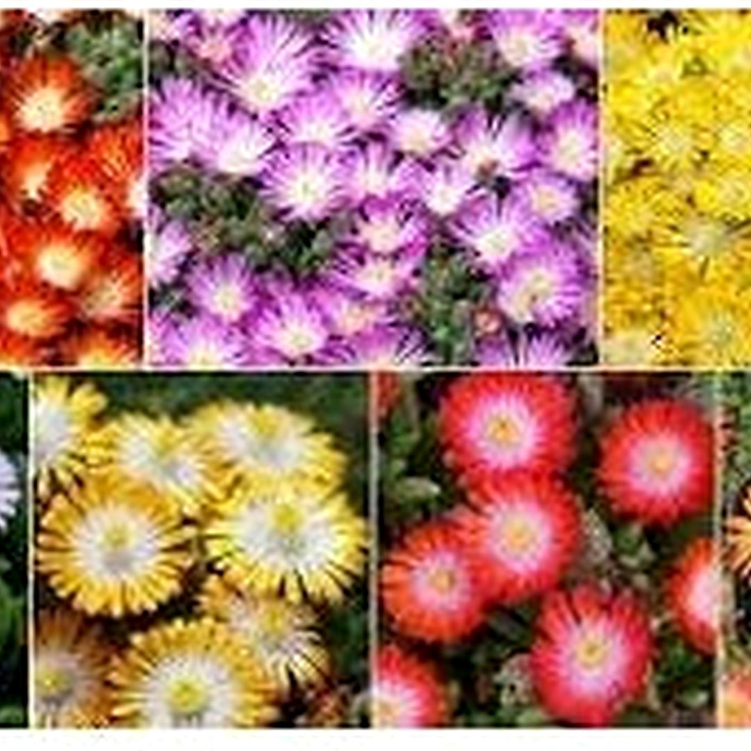 Heirloom Delosperma Flower Seeds for Garden Planting, Non-GMO, Ice Plant Blooms for Ground Cover [neera-v5-9569a42d85c7669f9bd7]