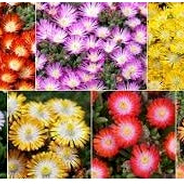 Heirloom Delosperma Flower Seeds for Garden Planting, Non-GMO, Ice Plant Blooms for Ground Cover [neera-v5-9569a42d85c7669f9bd7]