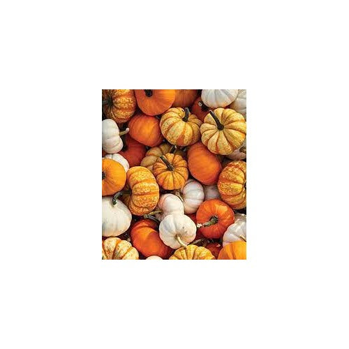 Multi-Colored Pumpkin Vegetable Seeds for Planting [neera-v5-956c5dc4afd20b06cad4]