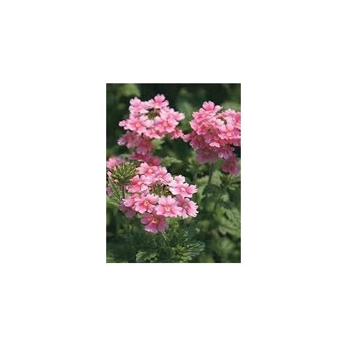 Baby Pink Verbena Flower Seeds for Planting [neera-v5-957387a57178445016ea]