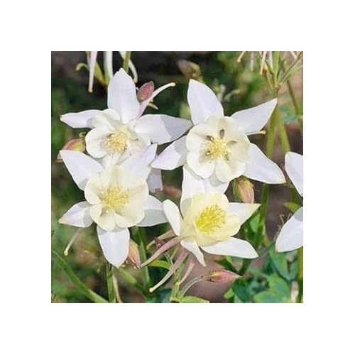 Heirloom Non-GMO White Columbine Flower Seeds for Planting [neera-v5-95777bf4c7d75651a897]