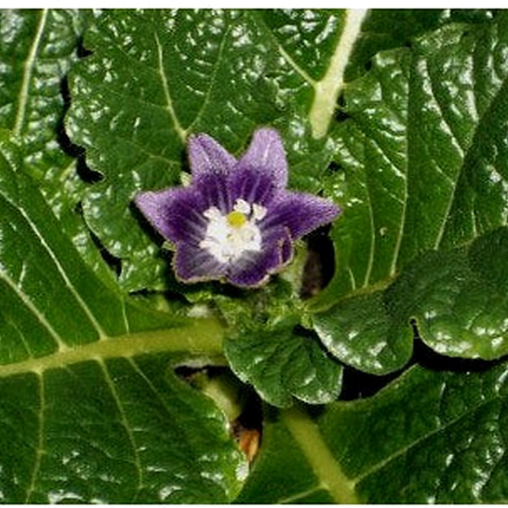 Black Mandrake Mandragora Autumnalis Planting Seeds [neera-v5-9586d8118dbd7a555ef9]