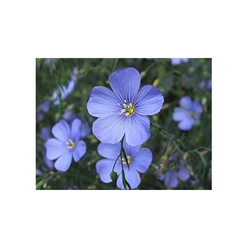 Blue Linum Lewisii Flower Seeds for Planting [neera-v5-958be6cd12f0f77f3179]