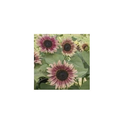 Dark Brown Sunflower Seeds for Planting [neera-v5-958f506b05a5ff9b4d6a]