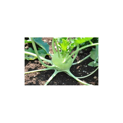 White Kohlrabi Seeds for Planting [neera-v5-958fd3fe195cf4b02cc7]