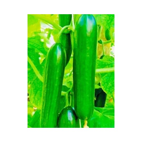 Fresh Harvest Tendergreen Burpless Cucumber Planting Nongmo Heirloom Variety Non Gmo Flower [neera-v5-9590ba50377db962f013]