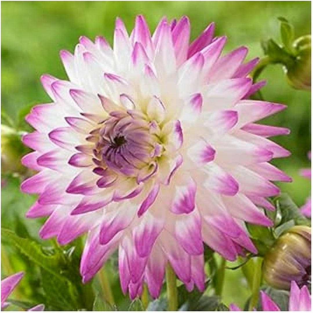 White Light Orange Double Daffodil Flower Seeds for Planting [neera-v5-959905a2c47cb157420b]