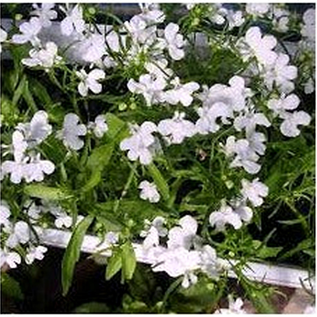 Lobelia Pendula White Lady Cascade Flower Seeds for Planting [neera-v5-959c0ee673131c3f94f3]