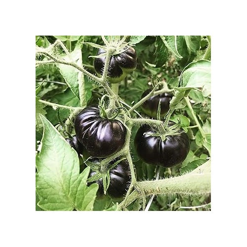 Black Tomato Vegetable Seeds for Planting [neera-v5-95a15f1f7f4a07c9544c]