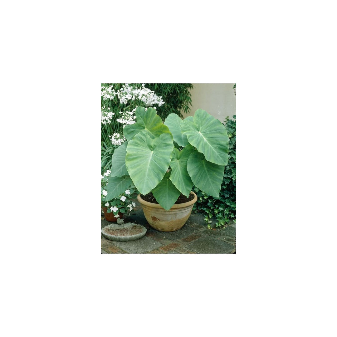 Heirloom Non Gmo Florida Caladium Plant For Planting Colorful Foliage For Shaded Gardens Flower [neera-v5-95ab255fb5fb457f7ac5]