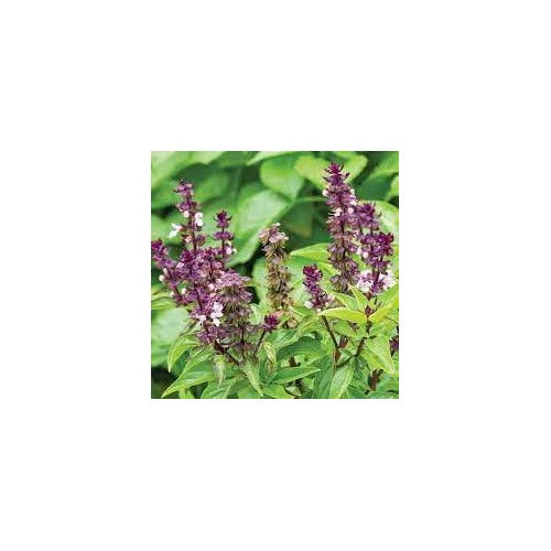 Basil Scented Flower Seeds for Planting [neera-v5-95abfef38ead312d6ddf]
