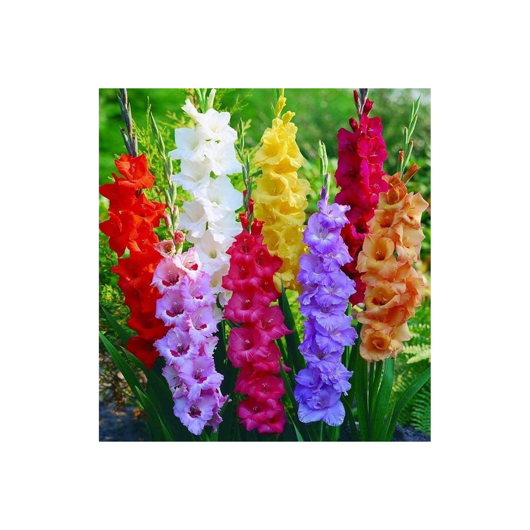 Gladiolus Gladiolus Hortulanus Flower For Planting Great For Backyard Gardening Cut Flower Beds [neera-v5-95afa9f8b5bae24ba2a8]
