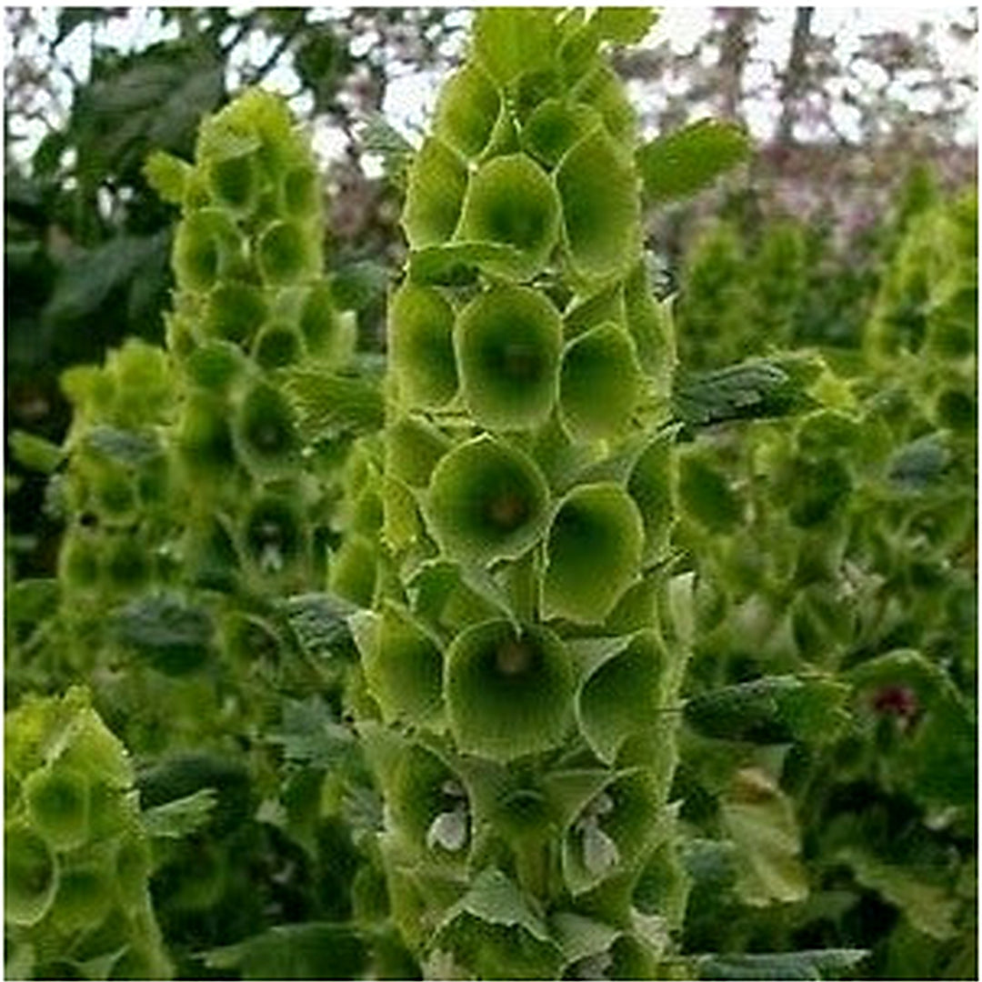 Green Moluccella Laevis Ornamental Plant Seeds for Unique Gardens [neera-v5-95b1b9cd91934e7c44e7]