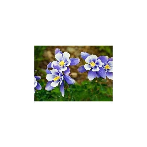 Columbine Flower Seeds Heirloom Non GMO Planting [neera-v5-95b4b181cff546237cbb]