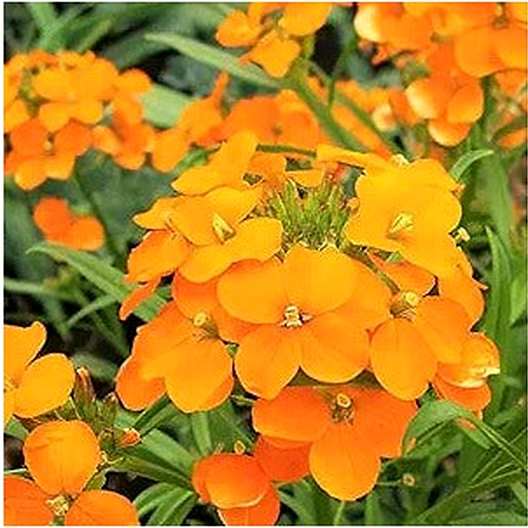 Orange Siberian Wallflower For Bright Garden Accents Flower Seeds for Home Garden Planting, [neera-v5-95b7b0086c92622781d0]