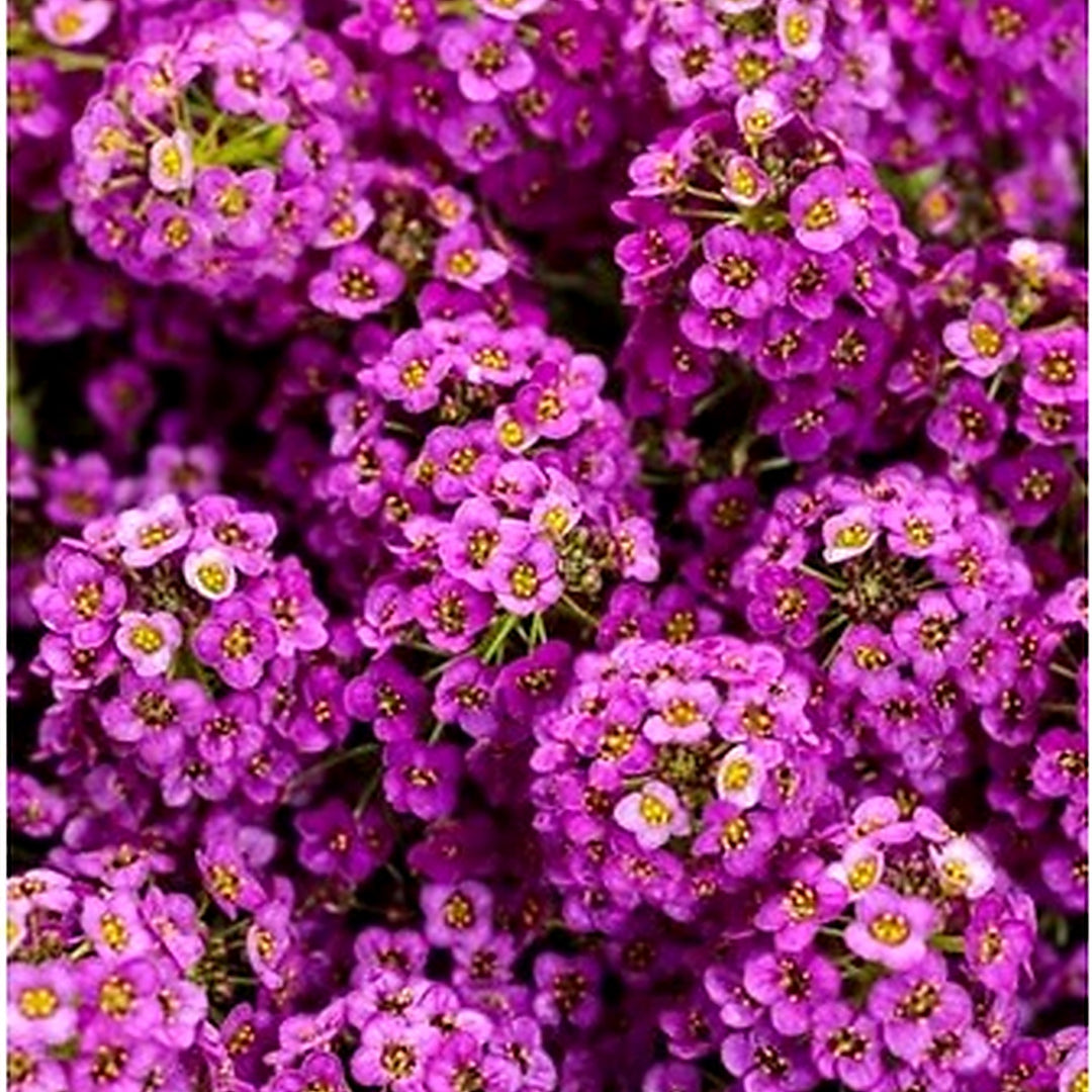 Heirloom Alyssum Ground Cover Flower For Planting Non Gmo Flower Seeds for Home Garden Planting, [neera-v5-95bde912adf7c2cfea5e]