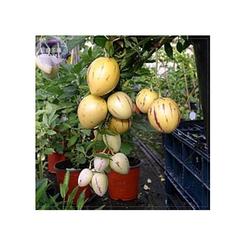 Pepino Melon Pear (Solanum Muricatum) Fruit Seeds for Planting [neera-v5-95c091f3e71b70a8aac7]