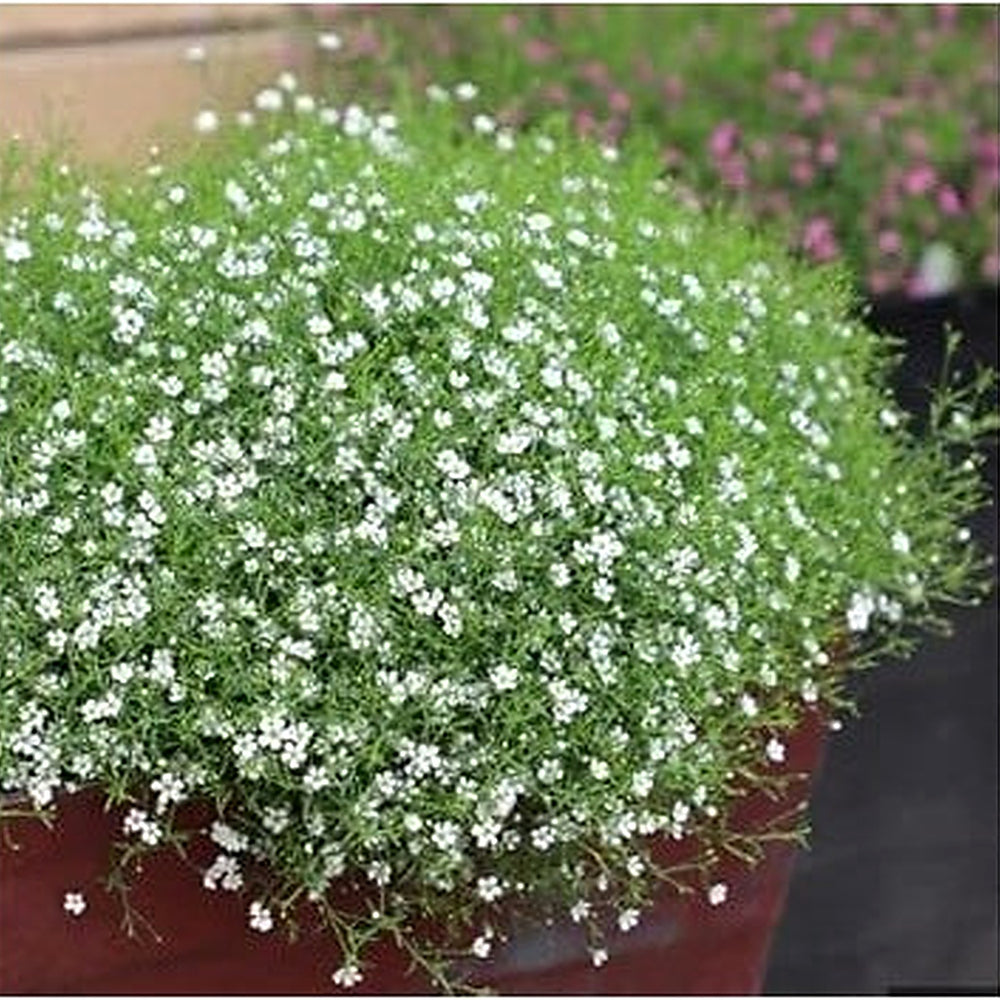 Heirloom Green Gypsophila Flower Seeds, Non-GMO Delicate Blooms for Planting [neera-v5-95ce76a41af932be4246]