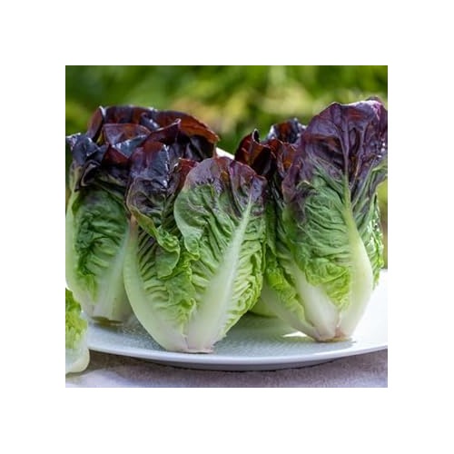 Heirloom Non-GMO Red Green Lettuce Seeds for Planting [neera-v5-95d748eadd452bf70309]