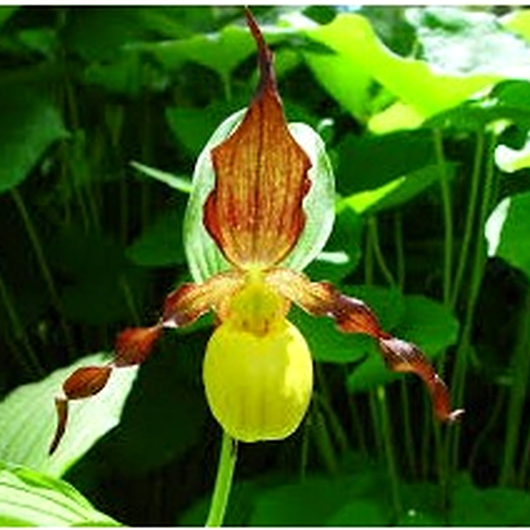Cypripedium calceolus (Yellow Lady’s Slipper) Seeds for Planting [neera-v5-95dfaa68ff3040d9f9a6]