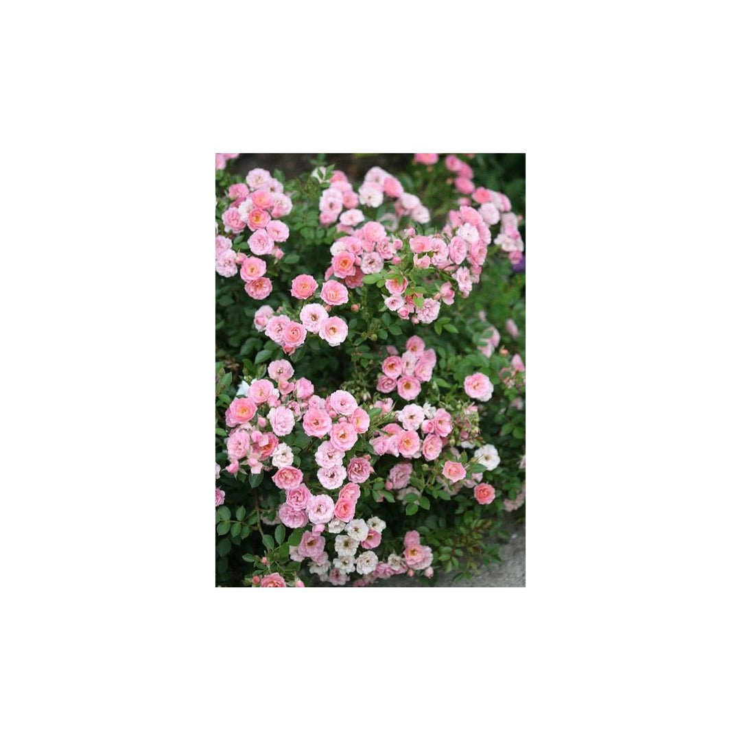 Pink Mini Rosa Rose Flower Flower Seeds for Home Garden Planting, Lush Organic Blooming Collection [neera-v5-95dfedd1e4ab85d96ffc]