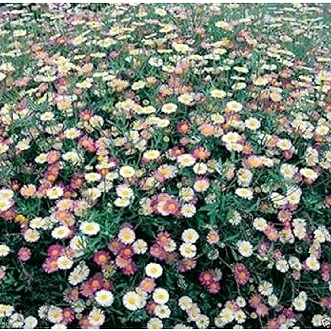 Mixed Erigeron Flower Seeds for Planting [neera-v5-95e014f593a753c1577c]