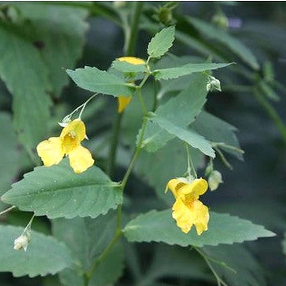 Jewelweed Native Flower Seeds [neera-v5-95ef64b762e249c98cad]