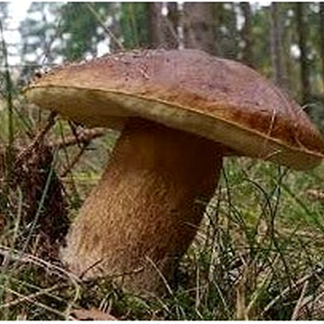 Porcini Mushroom Vegetable Seeds for Planting [neera-v5-95efa29eb17e3d625478]
