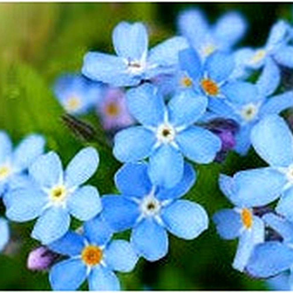 Mixed Myosotis Flower Seeds for Planting [neera-v5-95f5092aa0a89e0fe110]
