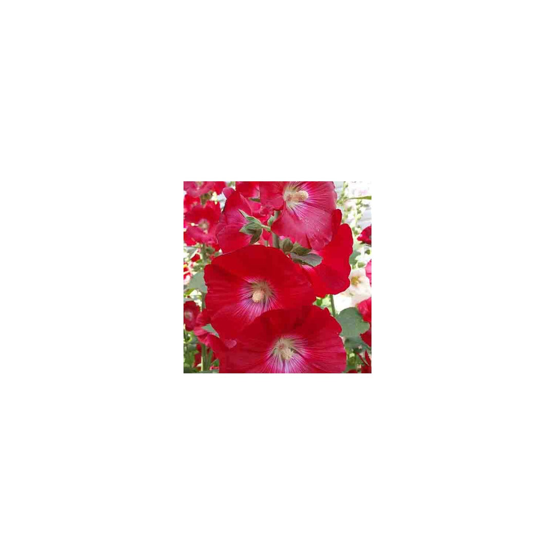 Red Alcea Hollyhock For Planting Organic Heirloom Non Gmo Flower Flower Seeds for Home Garden [neera-v5-95fc3f76c41ca2fc97da]