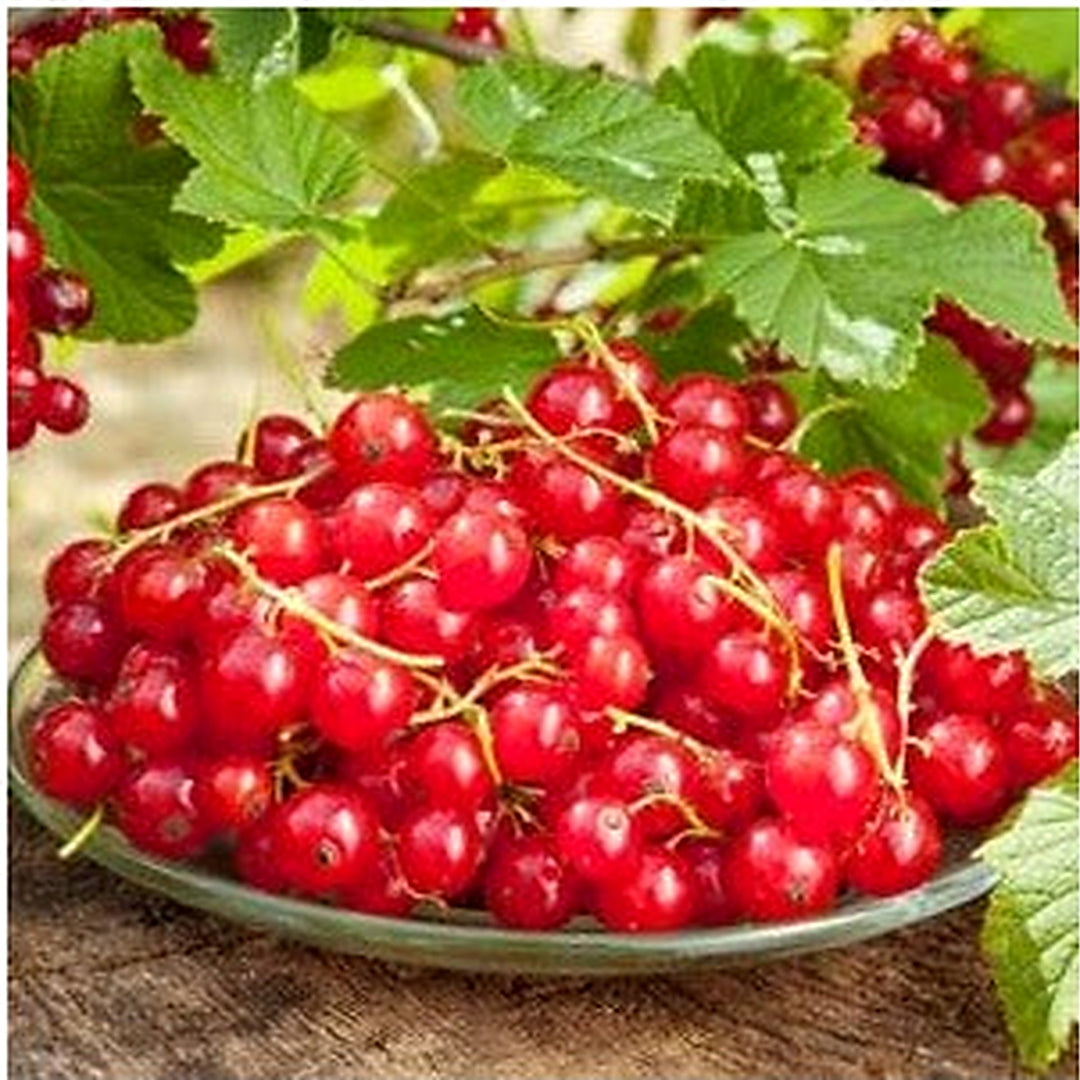 Currant Fruit Seeds for Planting [neera-v5-9604211344529c37699f]