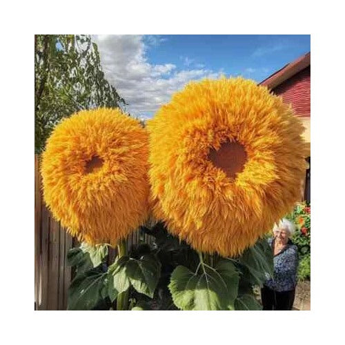 Yellow Enchanting Giant Teddy Bear Sunflower Planting Heirloom Non Gmo Flower Seeds Home [neera-v5-9605e61e488e5ce73dc8]