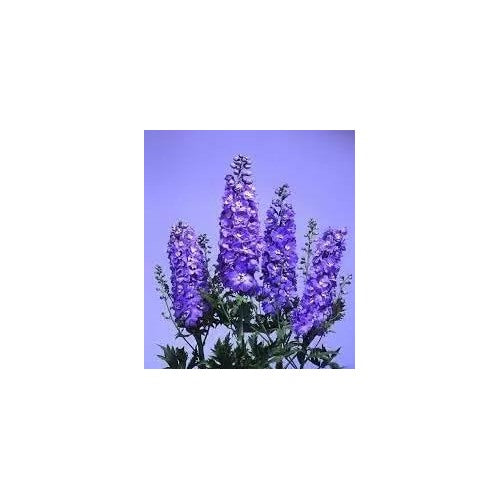 Lavender Delphinium Flower For Planting Non Gmo Flower Seeds for Home Garden Planting, Colorful [neera-v5-9606a0152136ca4028d8]