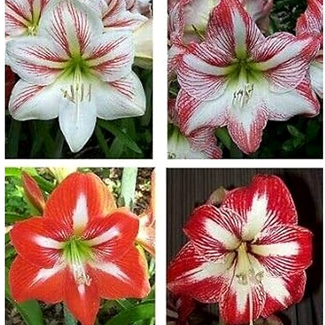 Mixed Colour Amaryllis Flower Seeds for Planting | Heirloom, Non-GMO, Organic Blooms [neera-v5-960d67e29b0abbe8572b]