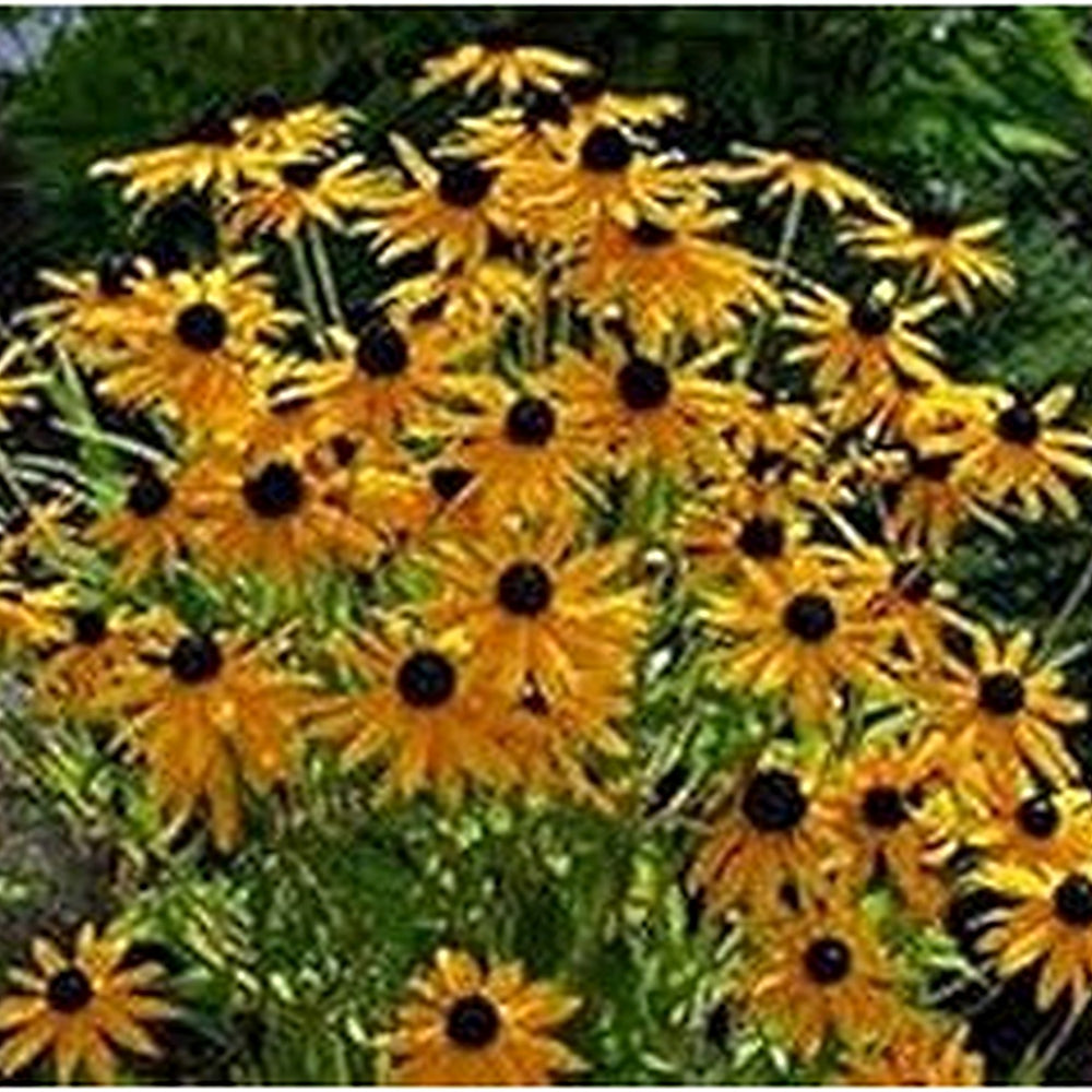 Yellow Rudbeckia Flower Seeds for Planting [neera-v5-960f30c44d44685f69f5]